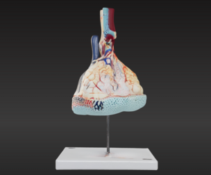 3D Model of Pulmonary Lobule