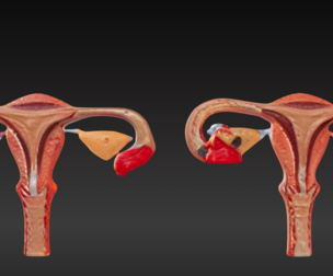 3D Model of Fertilization Process