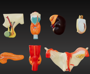 3D Complete Endocrine Gland Set Anatomy Model