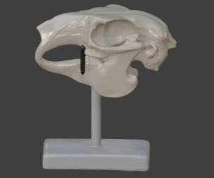 3D Model of Rabbit Skull