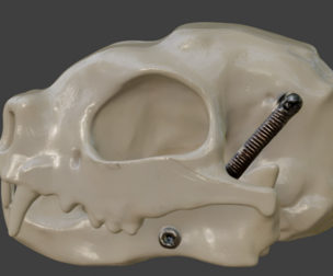 3D Model of Cat Skull