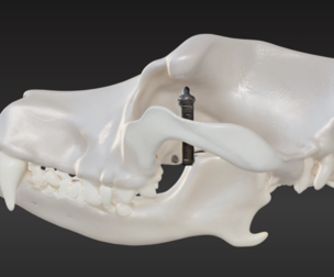 3D Model of Canine Skull with Stand