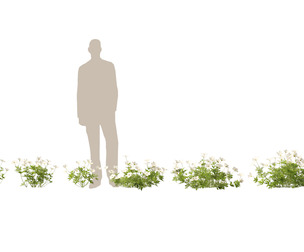 (HighPoly + LowPoly) Canada Anemone canadensis meadow Anemone
