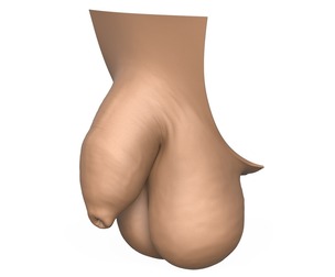 3D Print Ready Uncircumcise Small Penis