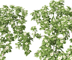 (HighPoly+LowPoly) Cornus canadensis - bunchberry dogwood