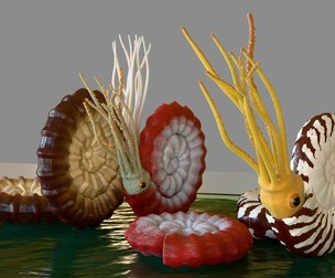Ammonite - amonoids - three different