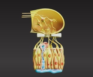 3D Model of Olfactory Epithelium Microscopic Anatomy