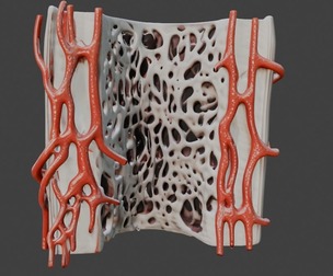 3D Model of Bone Anatomy
