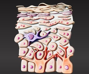 3D Model of Epidermis Cross Section