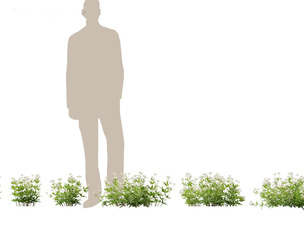 (HighPoly+LowPoly) Galium odoratum - sweet woodruff