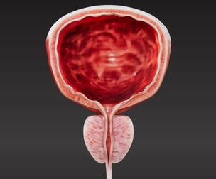 3D Model of Bladder Cross Section