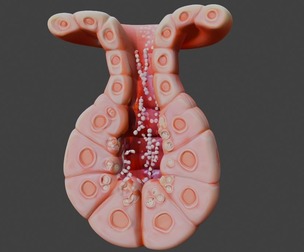3D Model Exocrine Gland Anatomy