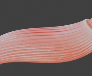 3D Model of Skeletal Muscle Fiber