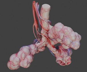 3D Model of Realistic Human Bronchi Alveoli Anatomy