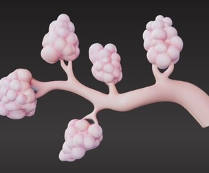 3D Model of Breast Lactiferous Duct Anatomy
