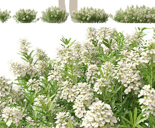 (HighPoly+LowPoly) Iberis sempervirens - candytuft