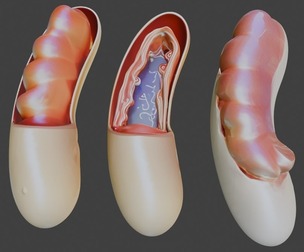 3D Model of Mitochondria Anatomy