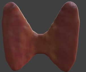 3D Model of Thyroid Gland