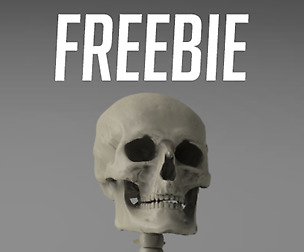 Male Skeleton Anatomy Freebie