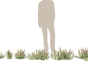 (HighPoly+LowPoly) Lamium maculatum - spotted deadnettle