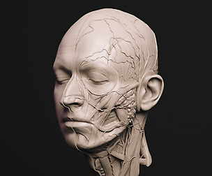 head ecorche