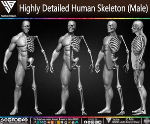 Highly Detailed Human Skeleton (Male)