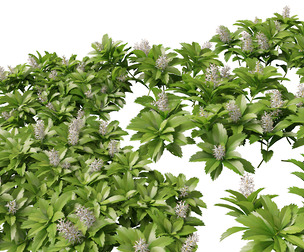 (Highpoly+Low Poly) Pachysandra terminalis - Japanese Spurge