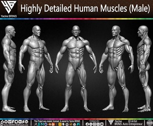 Highly Detailed Human Muscles (Male)