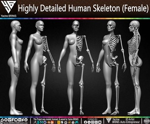 Highly Detailed Human Skeleton (Female)