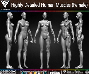 Highly Detailed Human Muscles (Female)