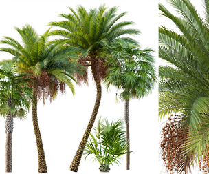 AV Sabal Palmetto Cabbage Palm and Phoenix Sylvestris Fruit palm tree
