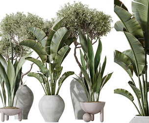 AV Indoor plants set 183 Mission Arbequina Olive and Aspidistra Elatior and Banana Nicolai