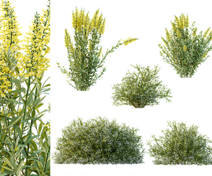 AV 7 different bush Linaria Vulgaris Yellow Toadflax and Gypsophila Paniculata Snowflake Breath