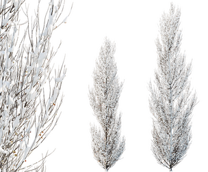 AV Plants Acer X freemanii Freeman Maple Sapindaceae Armstrong Winter Snow