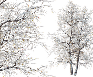 AV Plants Alnus Glutinosa Winter Snow Tree