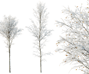 AV Plants Alnus-Glutinosa Winter Snow Tree Set02