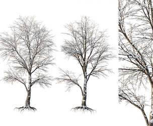 AV Plants Angel Oak Live Tree Spanish Moss Winter Snow Tree