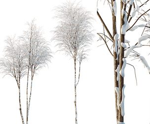 AV Plants Ash Tree Winter Snow