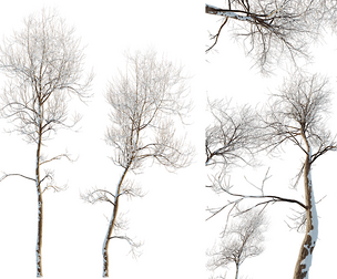 AV Plants Ash Tree Winter Snow Set02