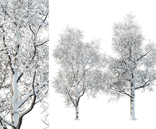 AV_Plants_Ash_Tree_Winter_Snow_Set03