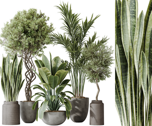 AV Indoor plants set 182 Areca Palm and Ficus Robusta and Olive Elegant and Green Sansevieria