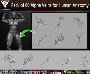 Pack of 60 Alpha Veins for Human Anatomy