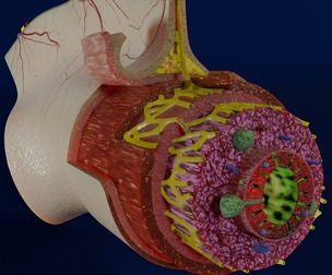 Intestinal wall layers anatomy labelled