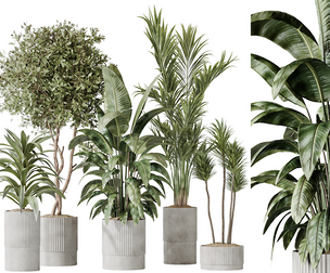 AV Indoor plants set 183 Areca Palm and Lemon Lime and Olive Artificial and Rostrata Palm