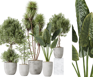 AV Indoor plants set 184 Mission Olive and Alocasia Jardin and Alnus Alder and Yucca Gigantea