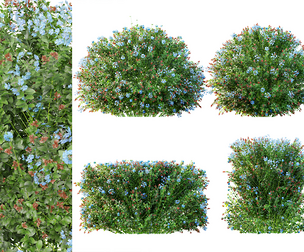 AV Ceratostigma Plumbaginoides Bleiwurz Bush