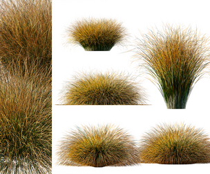 AV Carex Testacea Orange Sedge Grass Prairie Fire