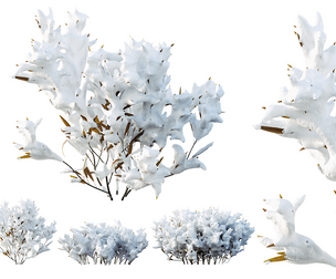 AV Plants Salvia Leucantha Mexican Sage Santa Barbara Winter Snow