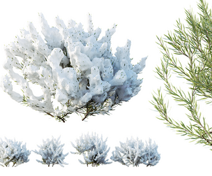 AV Plants Wild Erica Multiflora Bruyere Fiche Winter Snow