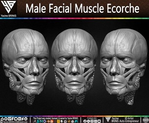 Male Facial Muscle Ecorche